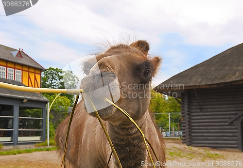 Image of Camel in Zoo