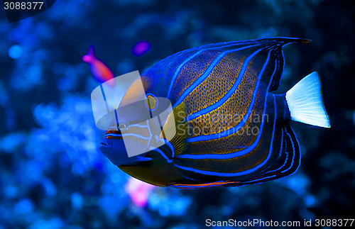 Image of Blue Ring Angelfish