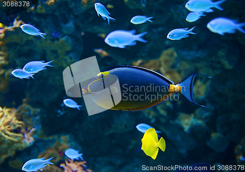 Image of Naso Tang fish