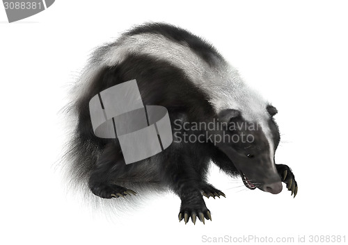 Image of Skunk