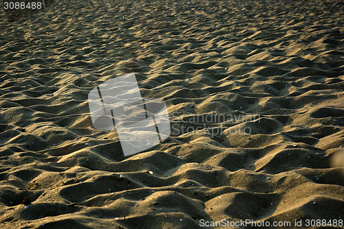 Image of Sandy