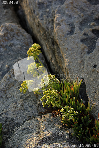 Image of Rocky Flowers
