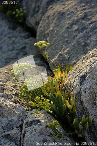 Image of Rocky Flowers