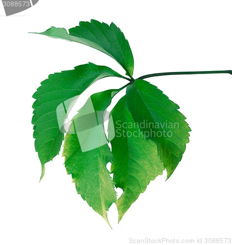 Image of Green leaf (Virginia creeper leaf)