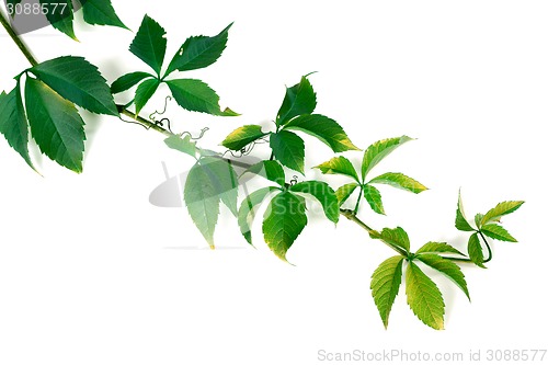 Image of Branch of green grapes leaves