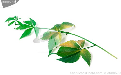 Image of Branch of grapes leaves (Parthenocissus quinquefolia foliage)