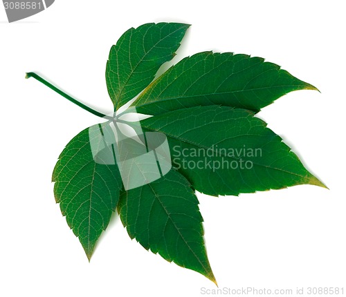 Image of Green virginia creeper leaf on white background