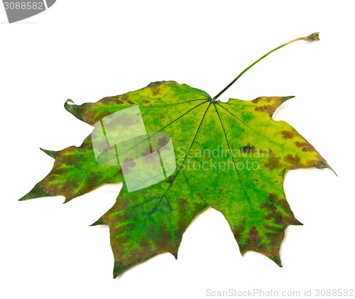 Image of Multicolor maple leaf on white background