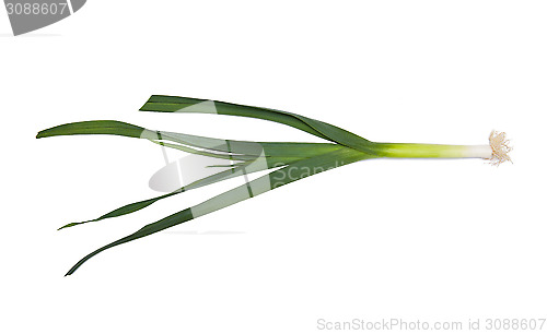 Image of Leek