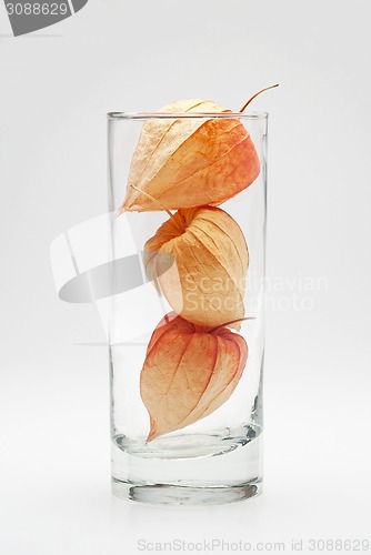 Image of three physalis in the glass