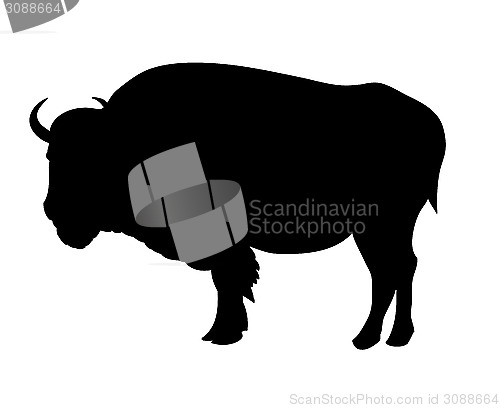 Image of Bison