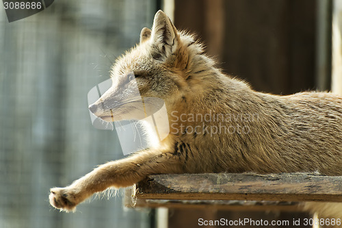 Image of sitting fox