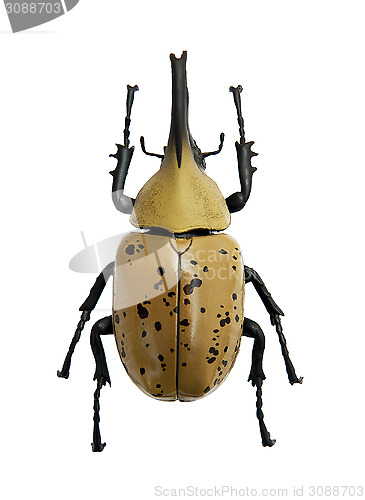 Image of Beetle Dynastes granti