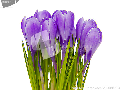 Image of Crocus