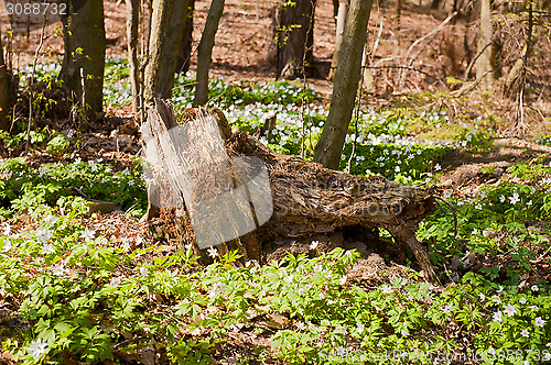 Image of Spring forest