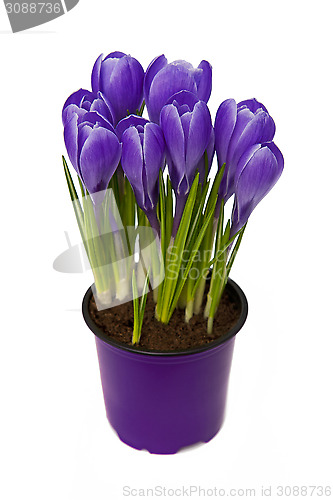 Image of Crocus