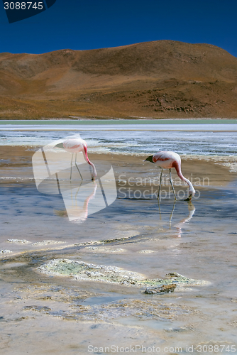 Image of Flamingos