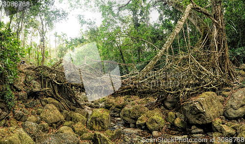 Image of Old root bridge in India