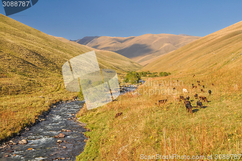 Image of Grasslands in Kyrgyzstan