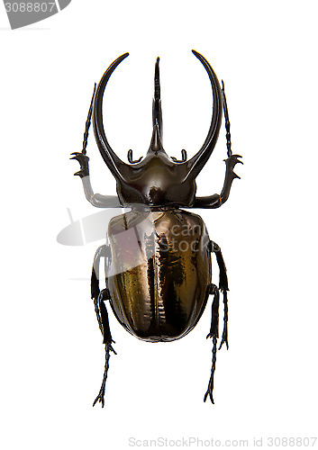 Image of Beetle 