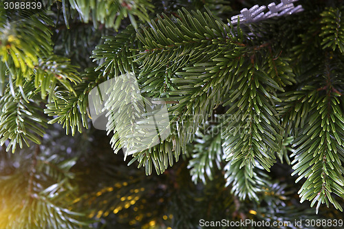 Image of Closeup of a green Christmas tree