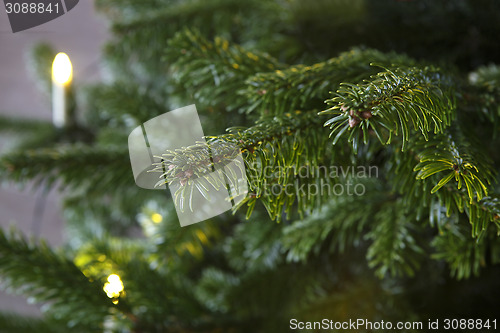 Image of Closeup of a green Christmas tree with lights