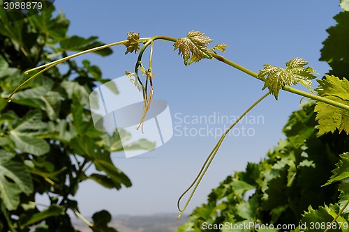 Image of Young green grape Leaves on sky background