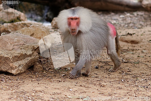 Image of Large male hamadryas baboon walking in zoo