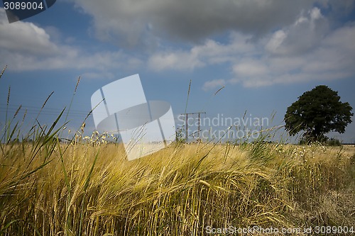 Image of cereal field