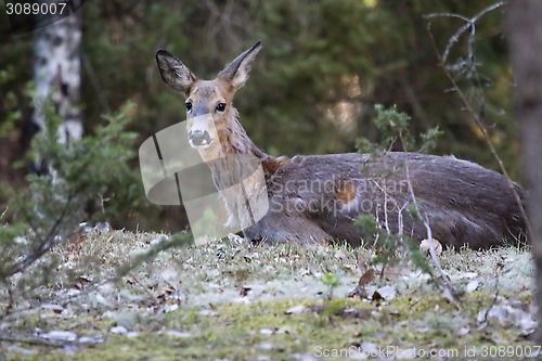 Image of resting doe