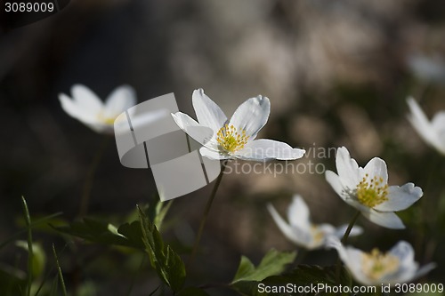 Image of anemone nemorosa