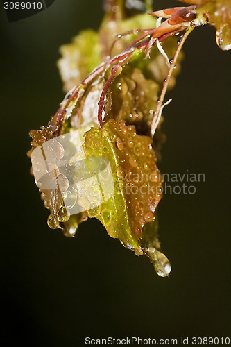 Image of wet leaves