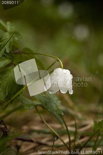 Image of wet wood anemone