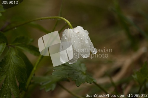 Image of wood anemone with drops