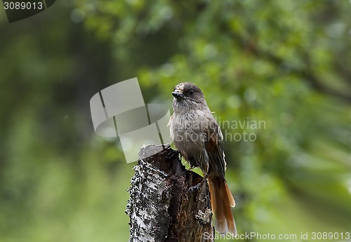 Image of siberian jay