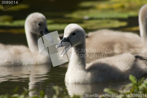 Image of mute swans