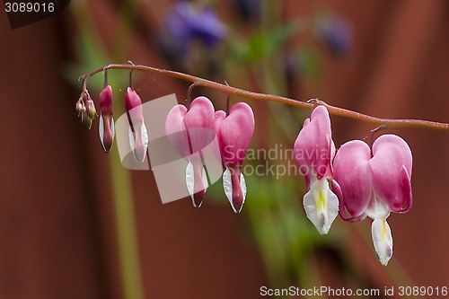 Image of hearts in a row