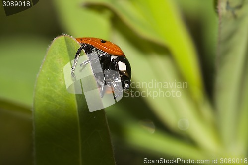 Image of lady bird