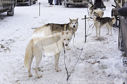 Image of Huskies in Karelia waiting sled race