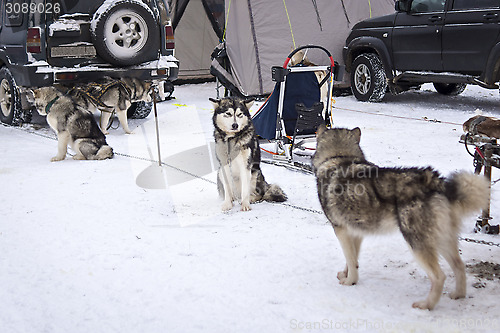 Image of Malamutes waiting for dog race on stage of World Cup in Karelia