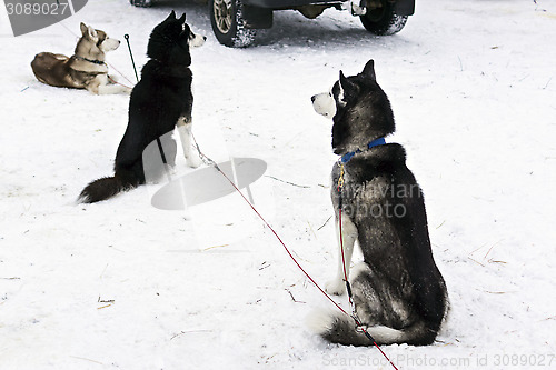 Image of Huskies waiting for dog race of stage of World Cup in Karelia