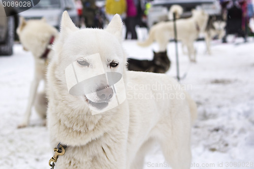 Image of White laika posing before sled race