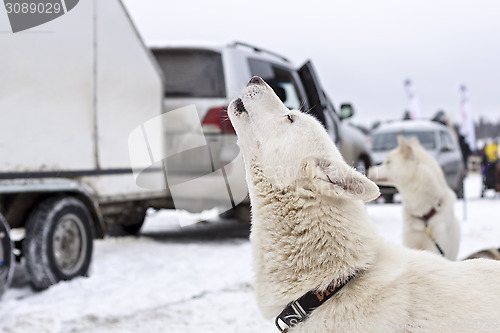 Image of Laika dog howls in wait of racing sled 