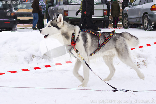 Image of Beautiful husky before race