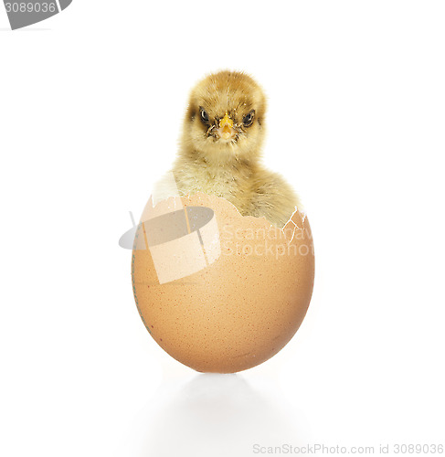 Image of Chick looking out of Egg