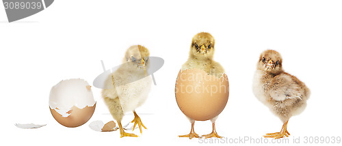 Image of three chicks hatching