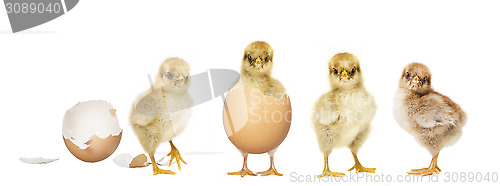 Image of four chicks hatching