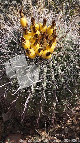 Image of Wild cactus in the rocky stone desert