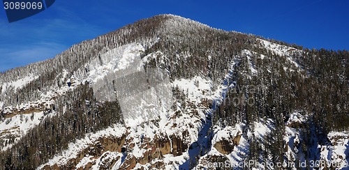 Image of The pikes forest in the winter