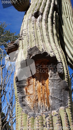 Image of Tall Saguaro Cactus with blue sky as background       